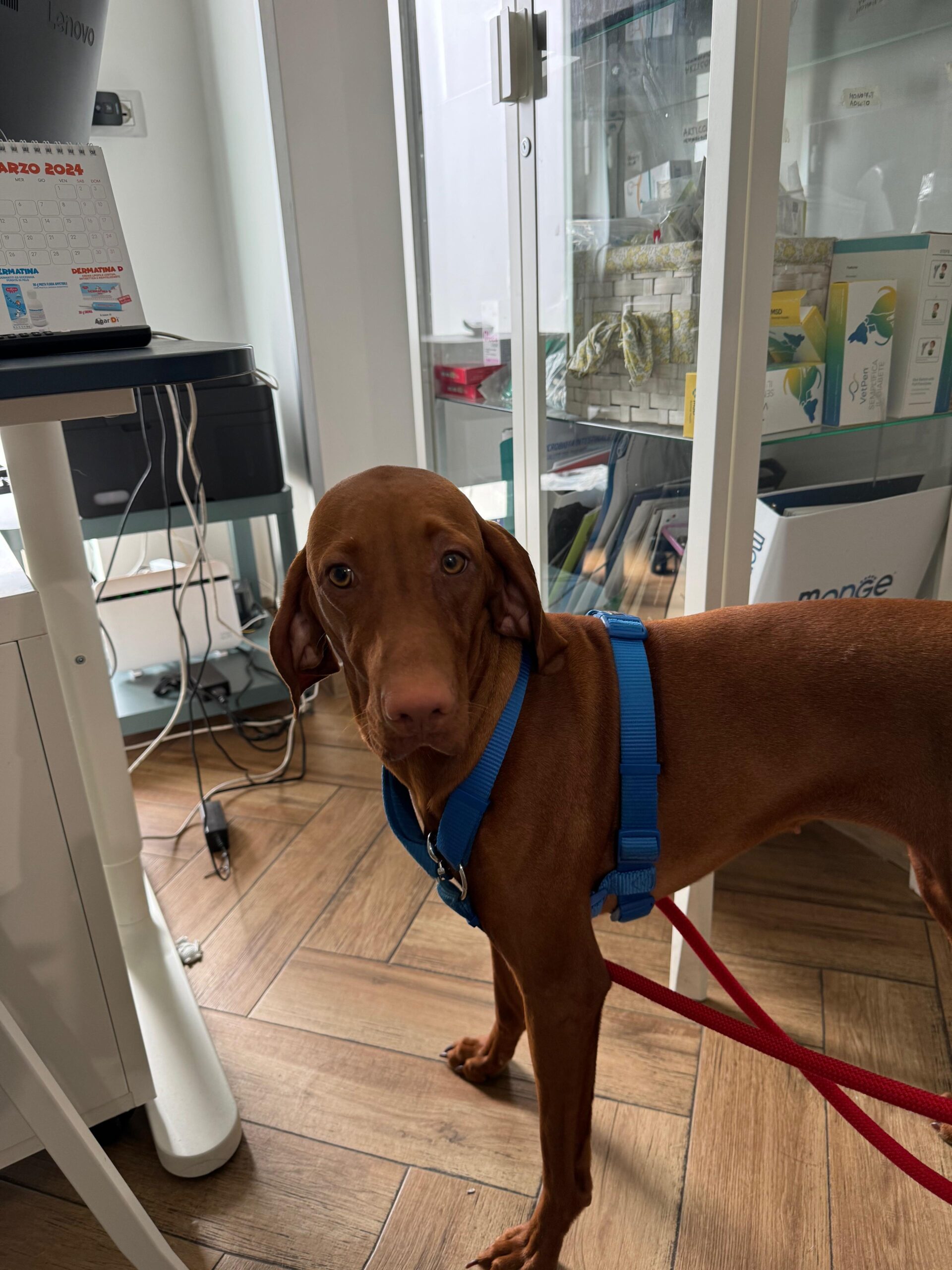 Visita oculistica certificata cane bracco ungherese vizsla