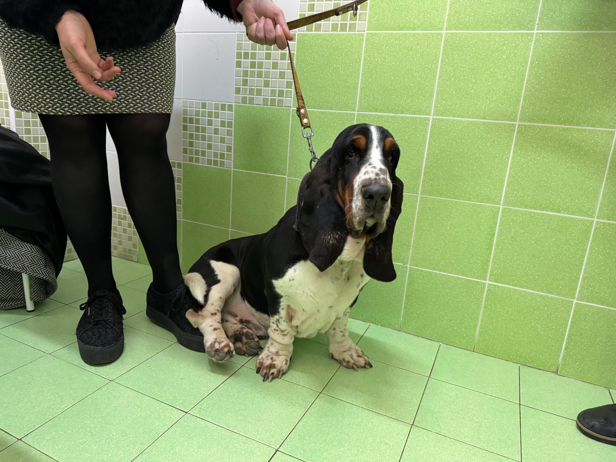 Visita oculistica certificata cane basset hound