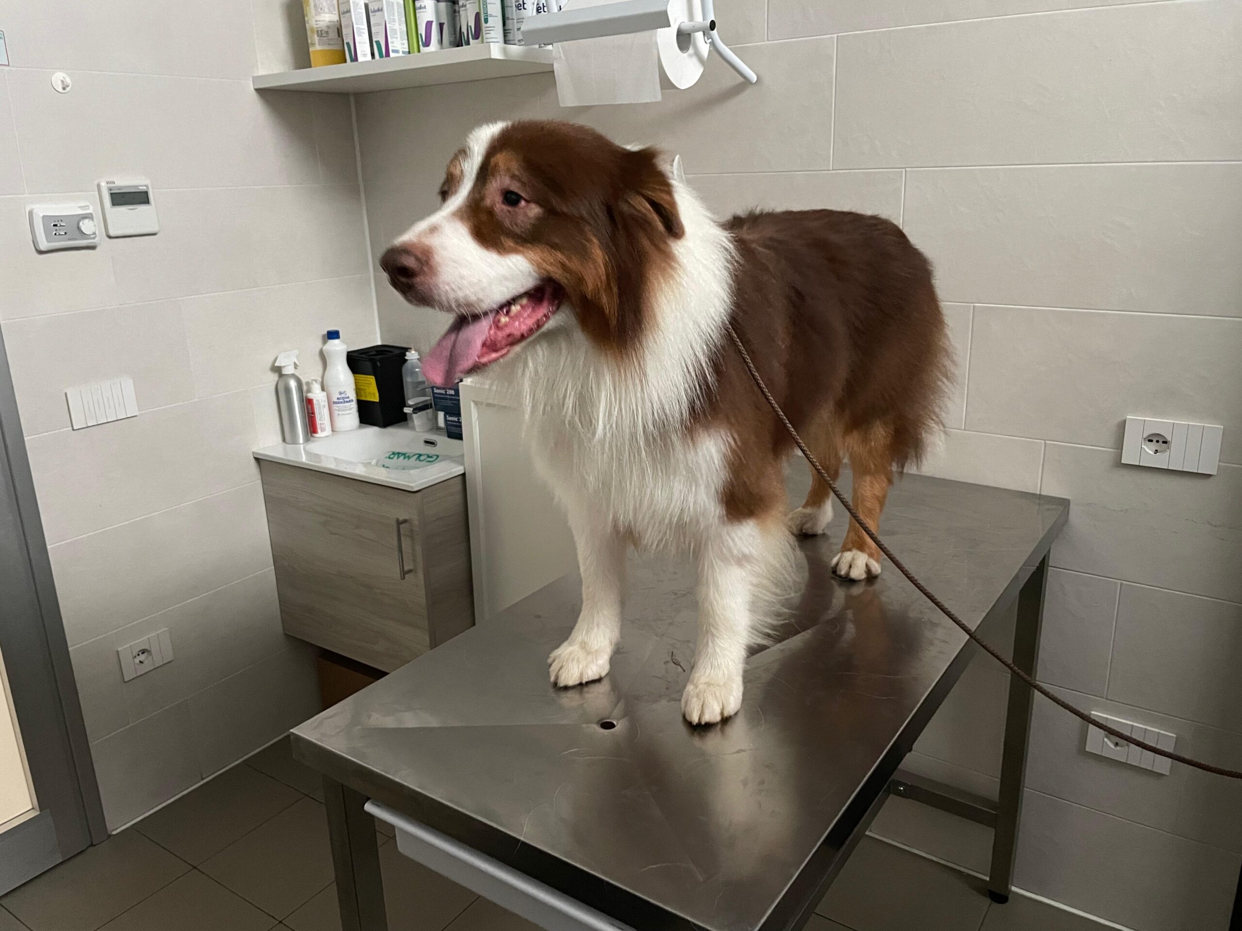 Visita oculistica cane australian shepherd