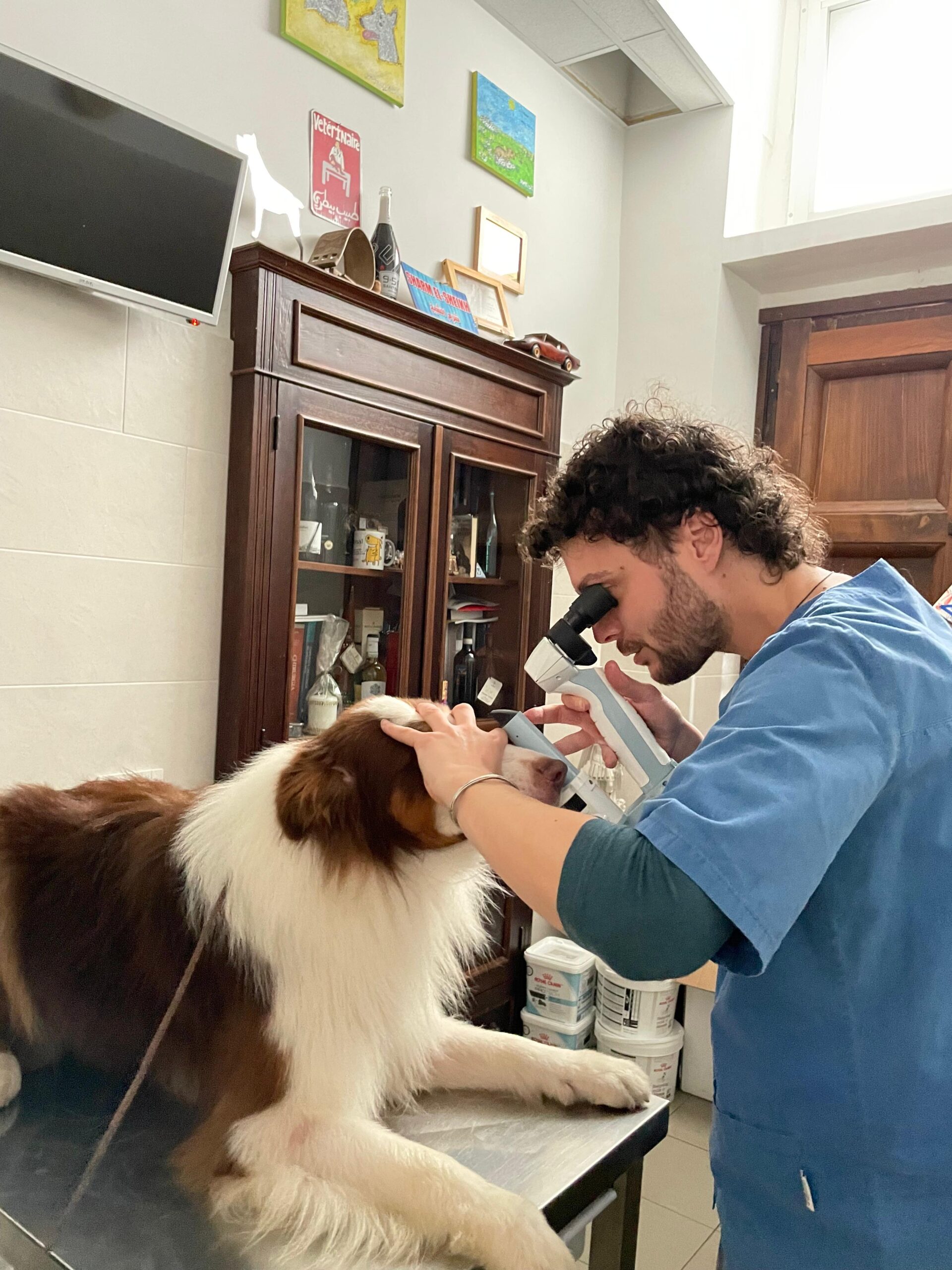 Visita oculistica certificata cane australian shepherd