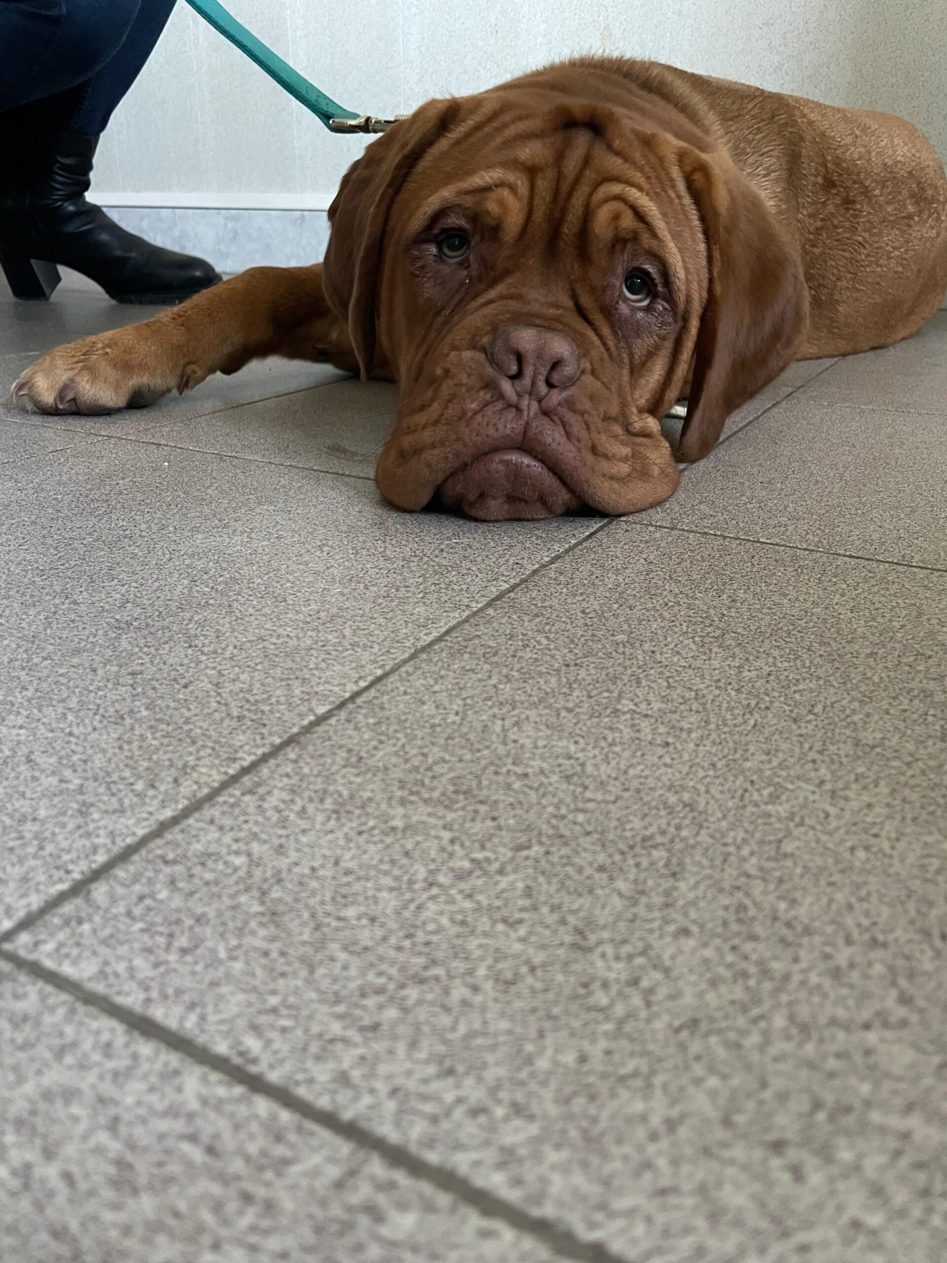 Visita oculistica certificata cane dogue de bordeaux