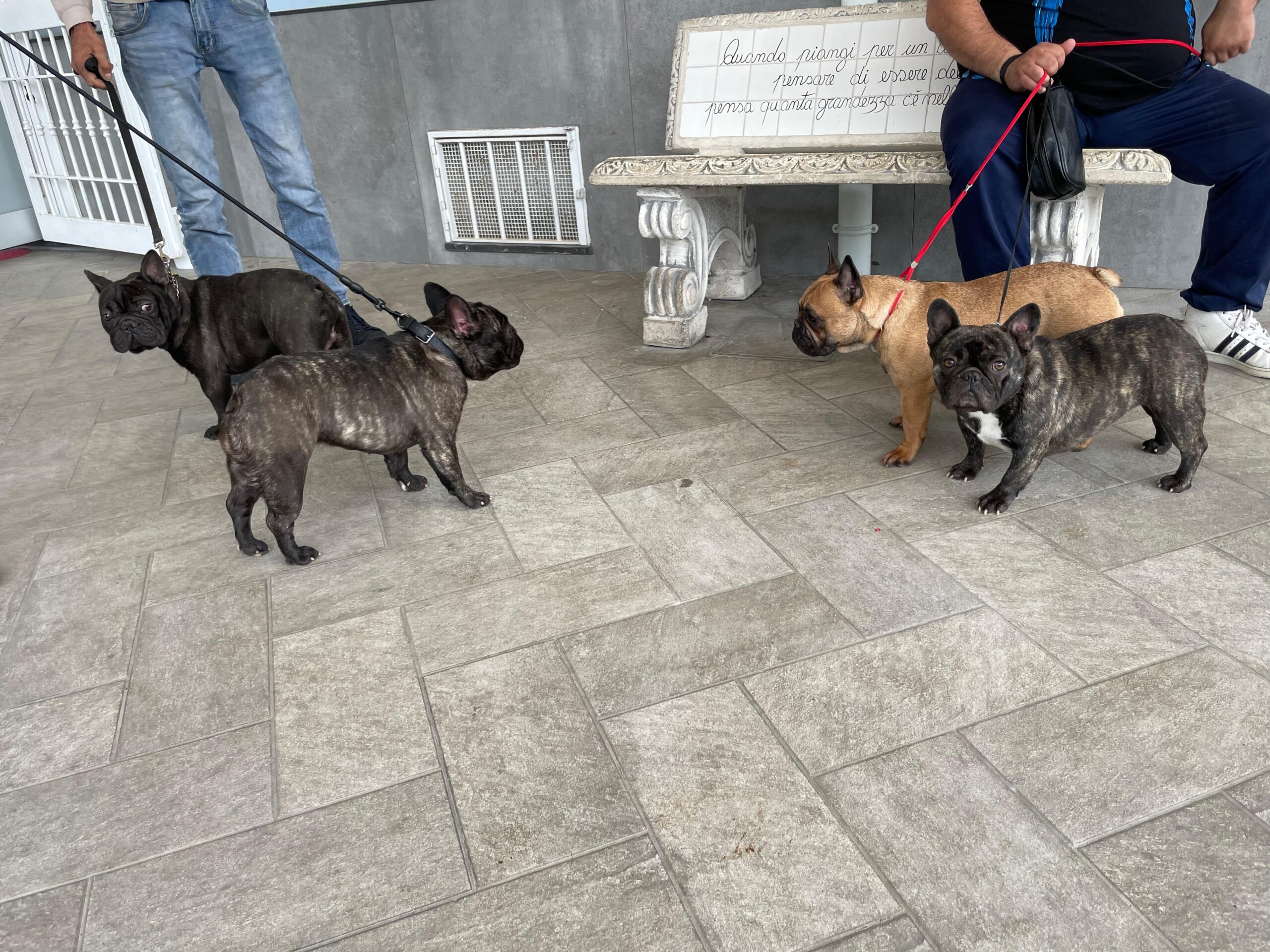 Visita oculistica certificata cane bouledogue francese