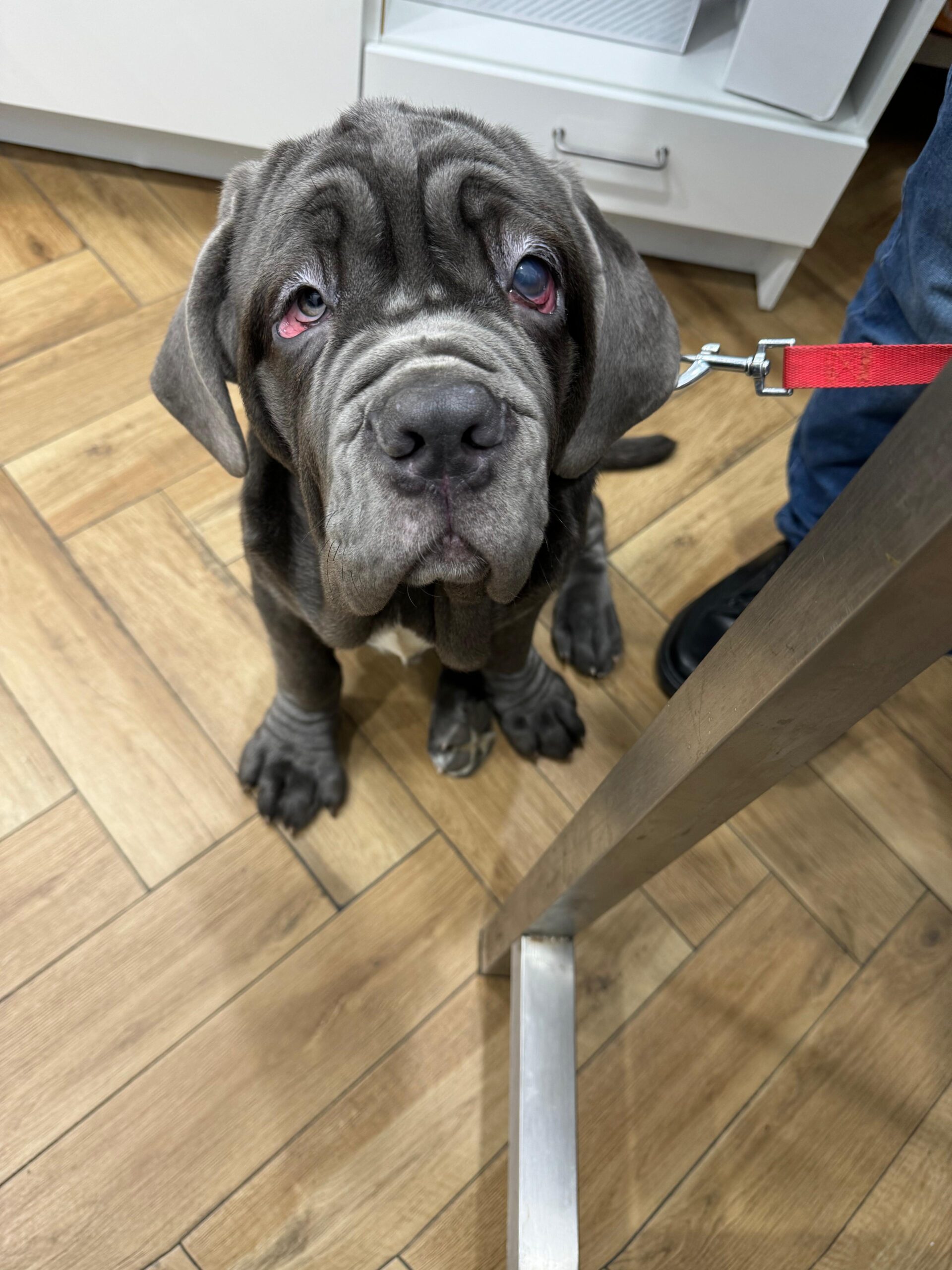 Visita oculistica certificata cane mastino napoletano